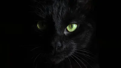 Обои черный кот, морда, взгляд картинки на рабочий стол, фото скачать  бесплатно