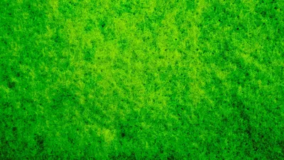 Обои мох, макро, текстура, зеленый картинки на рабочий стол, фото скачать  бесплатно
