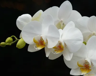 Обои Цветы Орхидеи, обои для рабочего стола, фотографии цветы, орхидеи,  орхидея, ветка, белый Обои для рабочего стола, скачать об… | Семена цветов,  Орхидея, Цветок
