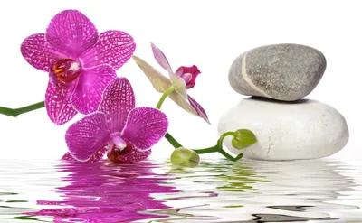 Обои Цветы Орхидеи, обои для рабочего стола, фотографии цветы, орхидеи,  вода, орхидея, спа, камни Обои для рабочего стола, скачать обои картинки  заставки на рабочий стол.