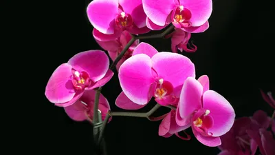 Обои для рабочего стола Орхидеи Цветы Черный фон Крупным 2560x1440