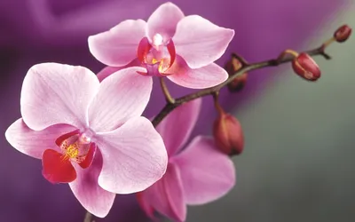 Орхидеи обои для рабочего стола, картинки и фото - RabStol.net