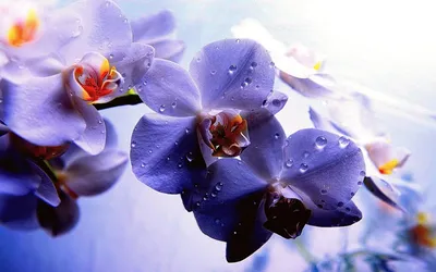 Заставка на рабочий стол орхидеи - 70 фото