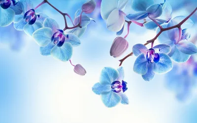 Голубая орхидея скачать фото обои для рабочего стола (картинка 2 из 2)