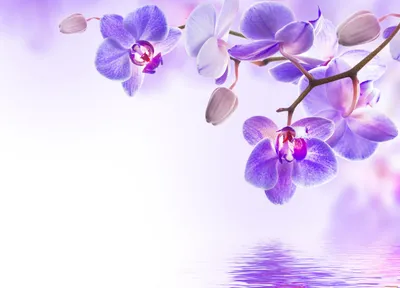 Обои Цветы Орхидеи, обои для рабочего стола, фотографии цветы, орхидеи,  цветение, вода, beautiful, flowers, reflection, water, orchid, орхидея,  purple Обои для рабочего стола, скачать обои картинки заставки на рабочий  стол.