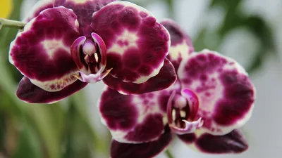 Цветы Орхидеи фото, обои на рабочий стол