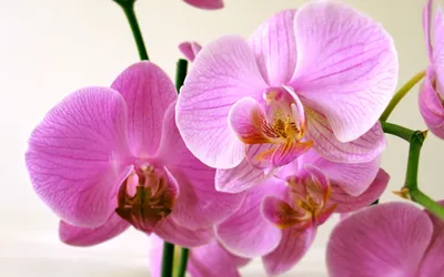 Красивая орхидея обои для рабочего стола, картинки и фото - RabStol.net