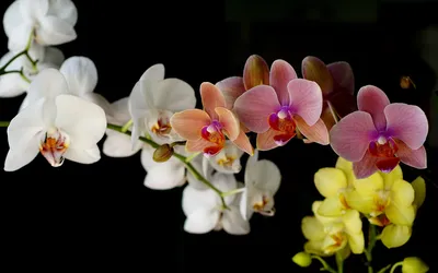 Обои для рабочего стола орхидея цветок