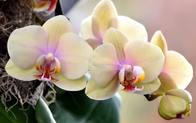 Цветущие орхидеи - обои для рабочего стола, картинки, фото