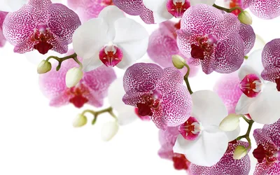 Цветущие орхидеи - Цветы - Обои на рабочий стол - Галерейка