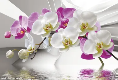 Обои с орхидеями - 65 фото