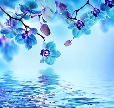 Обои для рабочего стола Орхидеи голубая Цветы воде Крупным 2042x1920