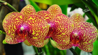 Обои орхидеи, цветы, пятнистые, ветка, экзотика картинки на рабочий стол,  фото скачать бесплатно