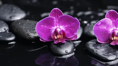 Обои на рабочий стол Орхидеи в дождевых каплях на черных камнях, обои для рабочего  стола, скачать обои, обои бесплатно