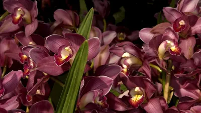 Обои орхидеи, цветы, много, листья, крупный план картинки на рабочий стол,  фото скачать бесплатно
