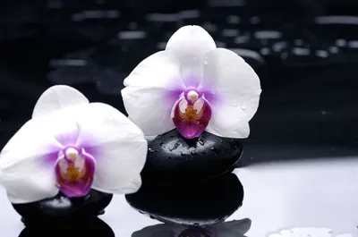 Обои на рабочий стол Орхидеи, черные, камни, цветы, белые, гладкие - Цветы  - Природа - Картинки, фотографии