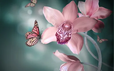 Бабочки и орхидеи скачать фото обои для рабочего стола