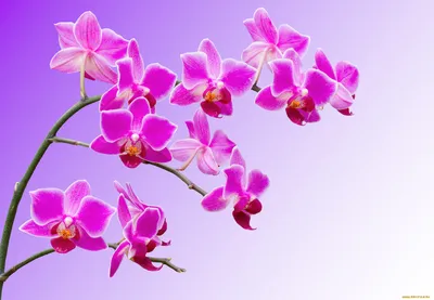 Обои Цветы Орхидеи, обои для рабочего стола, фотографии цветы, орхидеи,  макро, лепестки, ветка, орхидея Обои для рабочего стола, скачать обои  картинки заставки на рабочий стол.