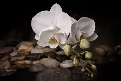 Обои на рабочий стол Цветы белой орхидеи лежат на камешках у воды, обои для рабочего  стола, скачать обои, обои бесплатно