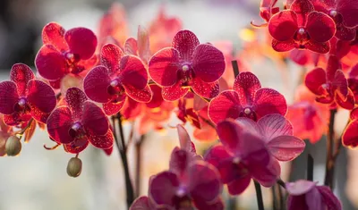 Обои орхидея, рисунки, раздел Цветы, размер 1920x1200 HD WUXGA - скачать  бесплатно картинку на рабочий стол и телефон