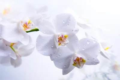 Белый рабочий стол с бумажным подарочным пакетом с зелеными лентами ,  орхидеи цветов Стоковое Изображение - изображение насчитывающей плоско,  орхидеи: 113926423