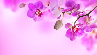 Обои Цветы Орхидеи, обои для рабочего стола, фотографии цветы, орхидеи,  орхидея Обои для рабочего стола, скачать обои картинки заставки на рабочий  стол.