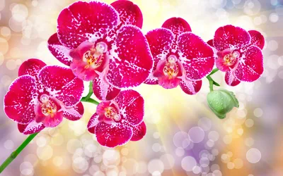 Бабочка орхидеи Цветок, ваниль, белый, превью, обои на рабочий стол png |  PNGWing