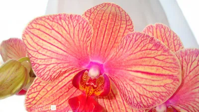 Обои на рабочий стол Цветок орхидеи фаленопсис и камни для спа лежат в  воде, обои для рабочего стола, скачать обои, обои бесплатно