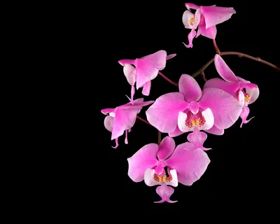Обои орхидеи, фон на рабочий стол