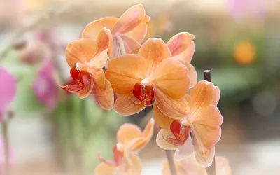 Цветы клипарт - Орхидея - Цветы