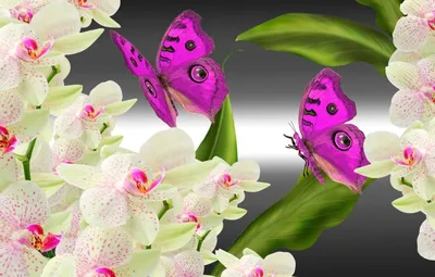Обои Цветы Орхидеи, обои для рабочего стола, фотографии цветы, орхидеи,  камни, орхидея, цветок, капли, черные Обои для рабочего стола, скачать обои  картинки заставки на рабочий стол.