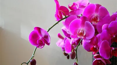 Орхидеи Фаленопсис На Рабочий Стол, HD Png Download - kindpng
