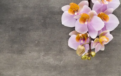 белые и розовые цветы с лепестками, Cattleya trianae Танцующая орхидея  Цветочная моль орхидеи Рабочий стол, орхидея, cdr, белый, искусственный  цветок png | PNGWing