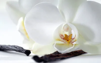 Обои \"Орхидея\" на рабочий стол, скачать бесплатно лучшие картинки Орхидея  на заставку ПК (компьютера) | mob.org