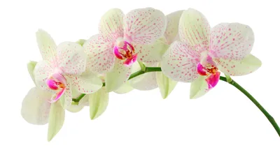 Обои орхидеи, цветы, ветка, яркие, ваза картинки на рабочий стол, фото  скачать бесплатно