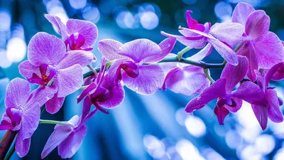 Орхидея фаленопсис скачать фото обои для рабочего стола