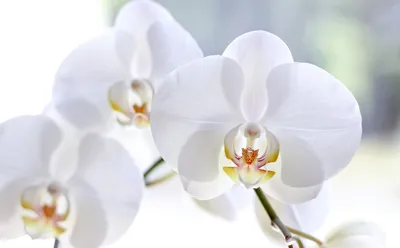 Цветы Орхидеи, экзотика, лепестки фото, обои на рабочий стол