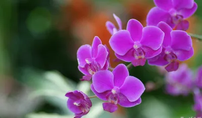 Романион орхидея - 57 фото