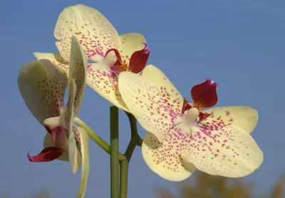 Белоснежная нежность орхидей на размытом фоне - обои на рабочий стол
