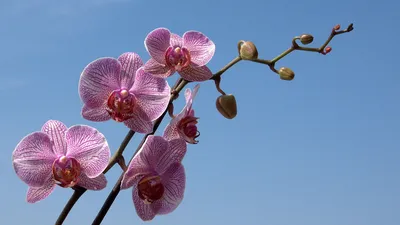 Обои Цветы Орхидеи, обои для рабочего стола, фотографии цветы, орхидеи,  отражение, вода, синяя, орхидея, фон Обои для рабочего стола, скачать обои  картинки заставки на рабочий стол.