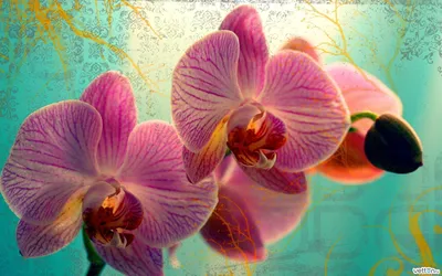 Обои на рабочий стол орхидеи - 69 фото
