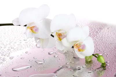 Обои для рабочего стола белая орхидея капля цветок вблизи 5184x3456