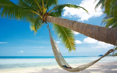 Обои Лето, пальма, песок, море, пляж, жара, отпуск, гамак на рабочий стол