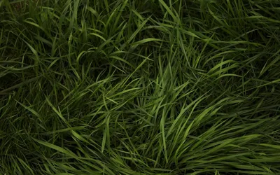 обои на рабочий стол, wallpapers и фоны для вашего экрана | Grass textures,  Grass wallpaper, Green grass