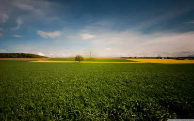 Обои поле, трава, деревья, природа картинки на рабочий стол, фото скачать  бесплатно