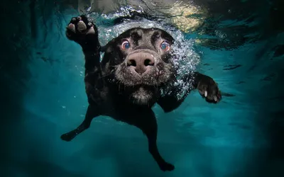 Собака под водой скачать фото обои для рабочего стола