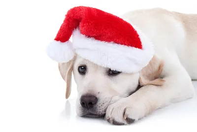 Обои для рабочего стола Собаки Рождество шапка Взгляд животное Белый