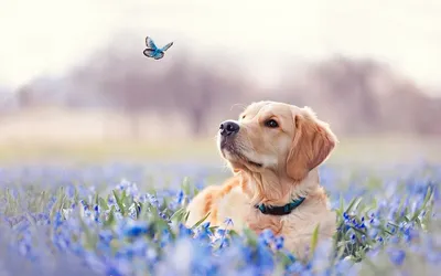 Обои на рабочий стол Собака лежит на голубых цветах и смотрит на летающую  бабочку, фотограф Anna Karin Pаlsson, обои для рабочего стола, скачать  обои, обои бесплатно