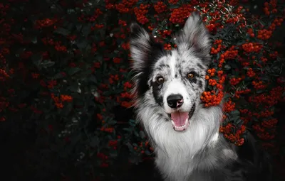 Фото шпиц, собака с цветами - Собаки - Обои на рабочий стол - Галерейка