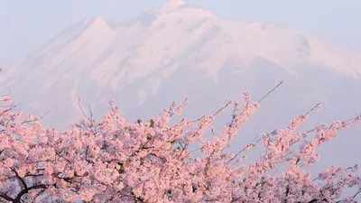 Обои сакура, цветы, цветение, весна, розовый картинки на рабочий стол, фото  скачать бесплатно